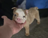 🌙🩵Moonpie🩵🌙, a male English Bulldog for sale in Pasadena, TX – 3 of 7
