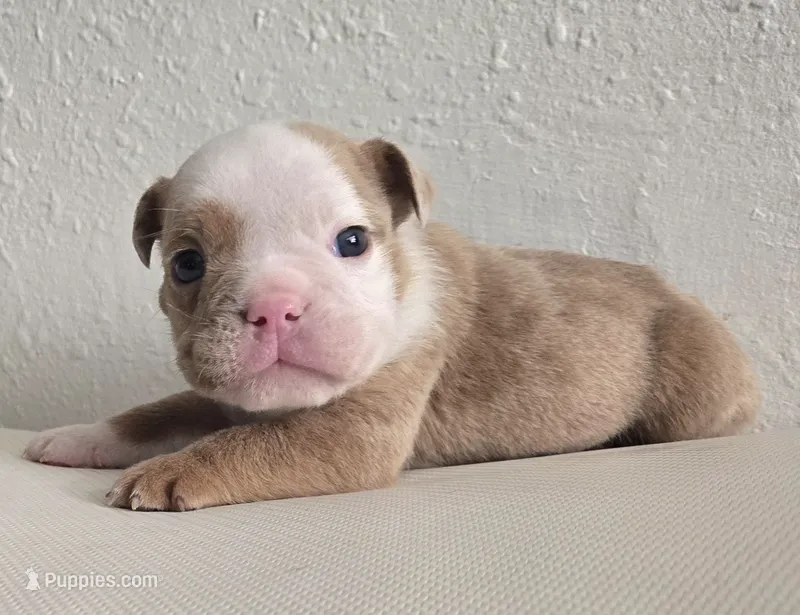 🌙🩵Moonpie🩵🌙 – English Bulldog puppy for sale in Pasadena, TX
