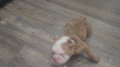 🌙🩵Moonpie🩵🌙, a male English Bulldog for sale in Pasadena, TX – 10 of 10