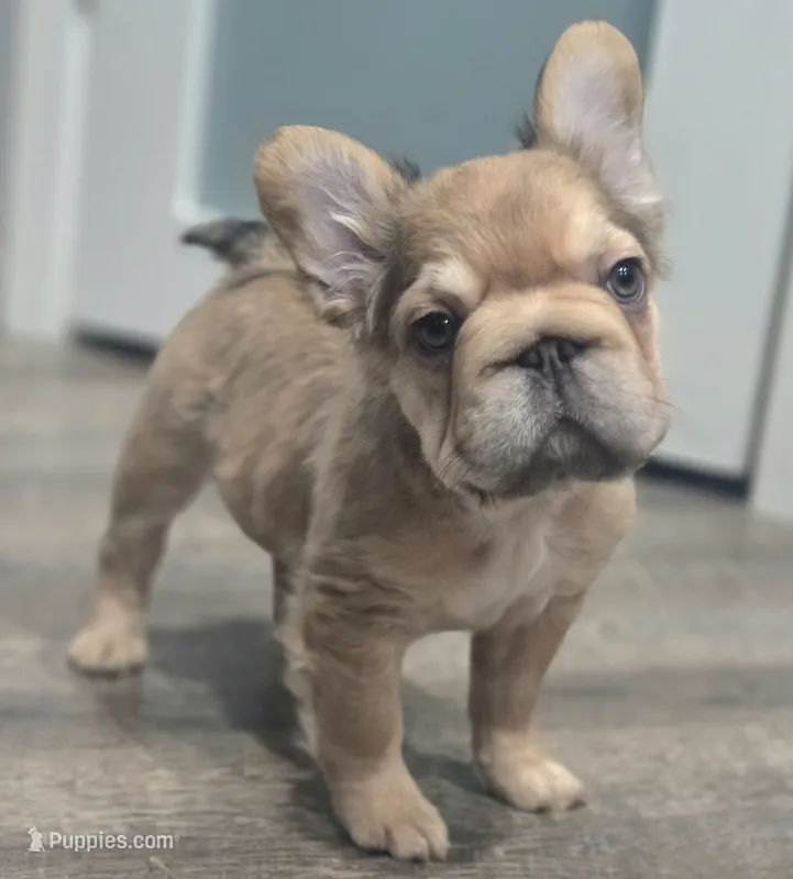 💛🧡Ginger🧡💛 – French Bulldog puppy for sale in Pasadena, TX