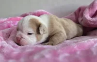 🌙🩵Moonpie🩵🌙, a male English Bulldog for sale in Pasadena, TX – 3 of 7
