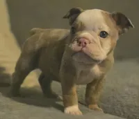 🌙🩵Moonpie🩵🌙, a male English Bulldog for sale in Pasadena, TX – 4 of 7