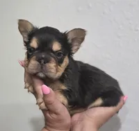 Kadafi, a male French Bulldog for sale in Pasadena, TX – 3 of 5