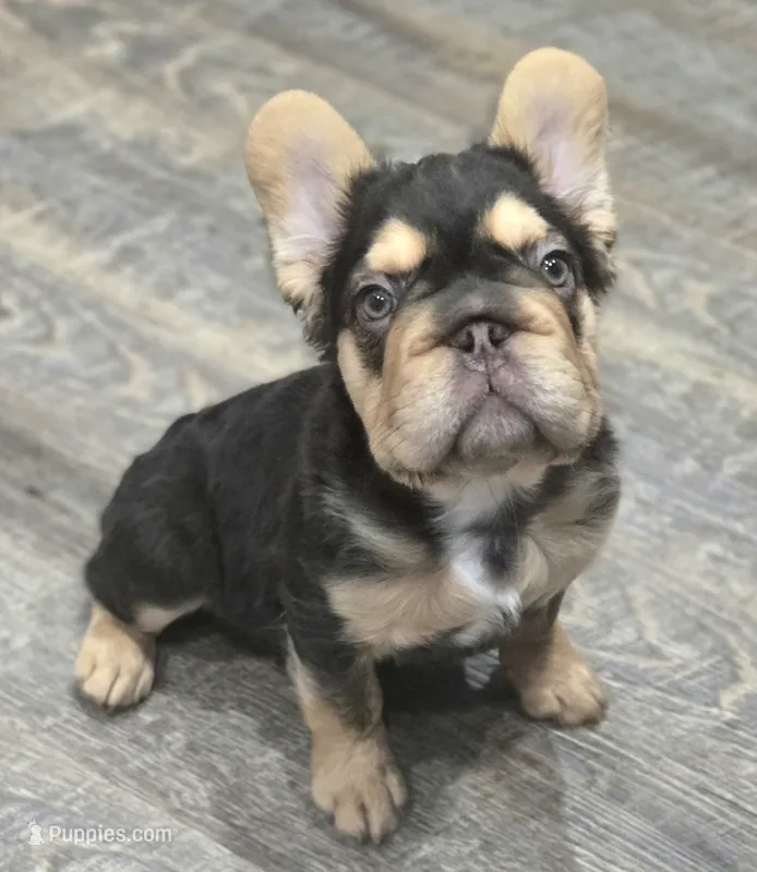 🤎🍫Kadafi🍫🤎 – French Bulldog puppy for sale in Pasadena, TX