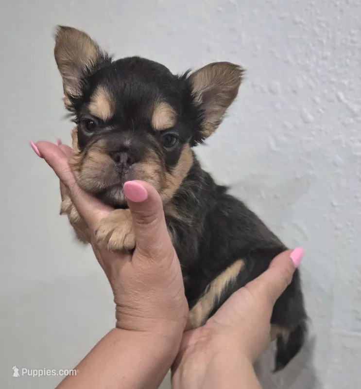 Kadafi – French Bulldog puppy for sale in Pasadena, TX