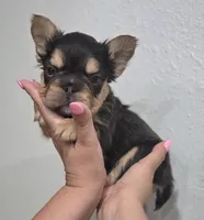 Kadafi, a male French Bulldog for sale in Pasadena, TX – 1 of 5