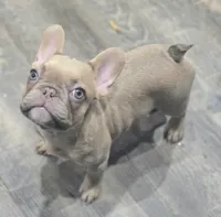 💛🍯Blondie🍯💛, a female French Bulldog for sale in Pasadena, TX – 2 of 8