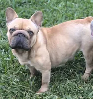 🤎🍫Kadafi🍫🤎, a male French Bulldog for sale in Pasadena, TX – 7 of 8