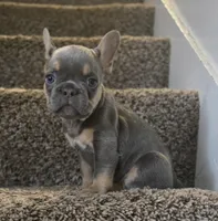 Shortcake, a female French Bulldog for sale in Pasadena, TX – 5 of 5