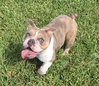 Tokyo, a female English Bulldog for sale in Pasadena, TX – 3 of 4