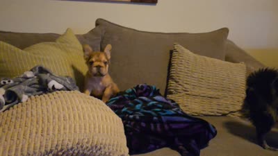 💛🧡Ginger🧡💛, a female French Bulldog for sale in Pasadena, TX – 10 of 10