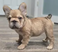 💛🧡Ginger🧡💛, a female French Bulldog for sale in Pasadena, TX – 4 of 10