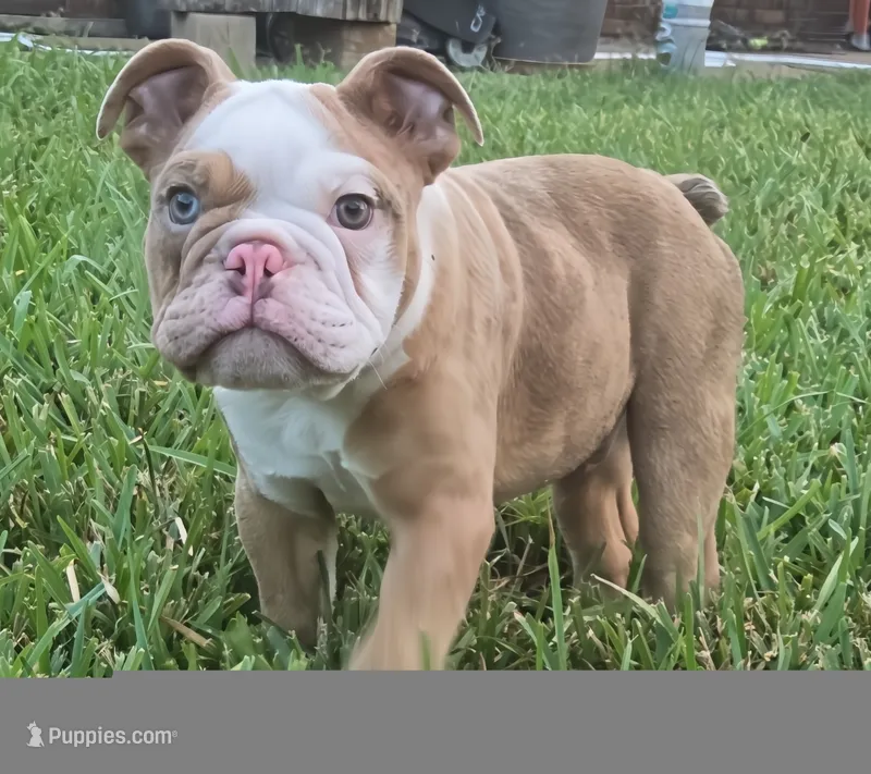 🌙🩵Moonpie🩵🌙 – English Bulldog puppy for sale in Pasadena, TX