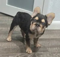 🤎🍫Kadafi🍫🤎, a male French Bulldog for sale in Pasadena, TX – 2 of 8