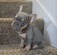 Shortcake, a female French Bulldog for sale in Pasadena, TX – 3 of 5
