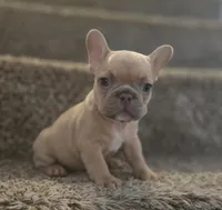 Blondie, a female French Bulldog for sale in Pasadena, TX – 5 of 6