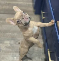 💛🍯Blondie🍯💛, a female French Bulldog for sale in Pasadena, TX – 4 of 8