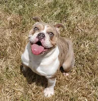 Tokyo, a female English Bulldog for sale in Pasadena, TX – 4 of 4