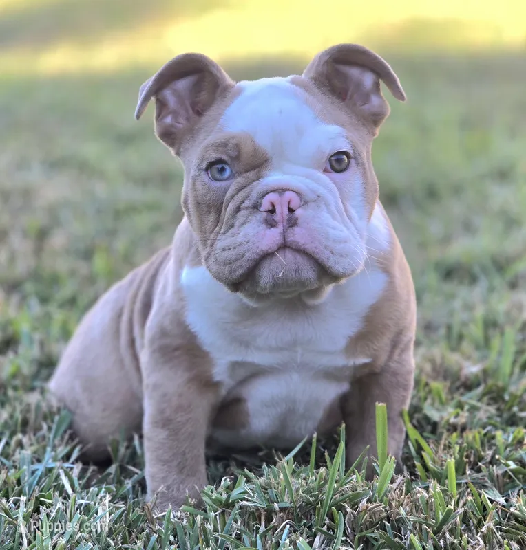 🌙🩵Moonpie🩵🌙 – English Bulldog puppy for sale in Pasadena, TX
