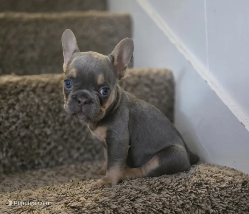 Shortcake – French Bulldog puppy for sale in Pasadena, TX