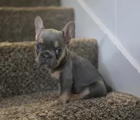 Shortcake, a female French Bulldog for sale in Pasadena, TX – 1 of 5