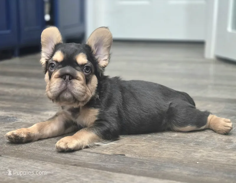 🤎🍫Kadafi🍫🤎 – French Bulldog puppy for sale in Pasadena, TX