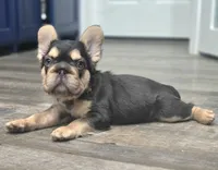 🤎🍫Kadafi🍫🤎, a male French Bulldog for sale in Pasadena, TX – 3 of 8