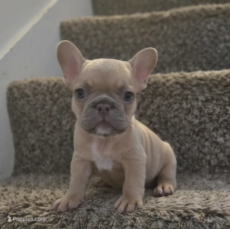 Blondie – French Bulldog puppy for sale in Pasadena, TX