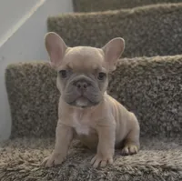 Blondie, a female French Bulldog for sale in Pasadena, TX – 1 of 6