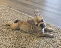 💛🧡Ginger🧡💛, a female French Bulldog for sale in Pasadena, TX – 3 of 10