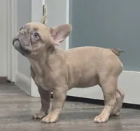 💛🍯Blondie🍯💛, a female French Bulldog for sale in Pasadena, TX – 3 of 8