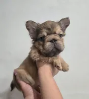 Ginger, a female French Bulldog for sale in Pasadena, TX – 3 of 4
