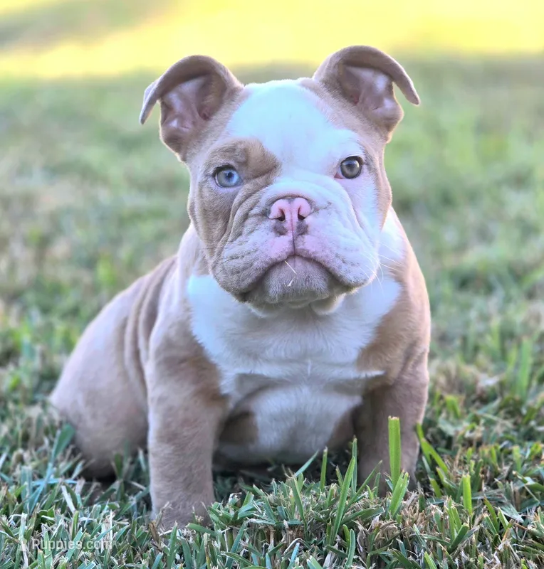 🌙🩵Moonpie🩵🌙 – English Bulldog puppy for sale in Pasadena, TX
