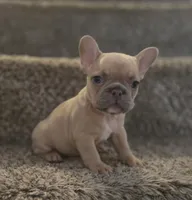 Blondie, a female French Bulldog for sale in Pasadena, TX – 4 of 6