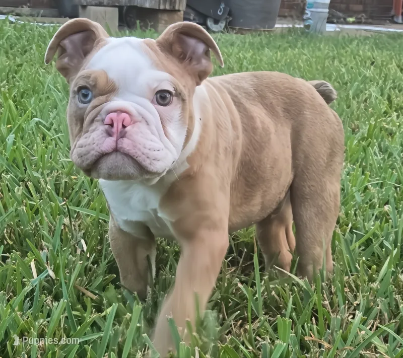 🌙🩵Moonpie🩵🌙 – English Bulldog puppy for sale in Pasadena, TX