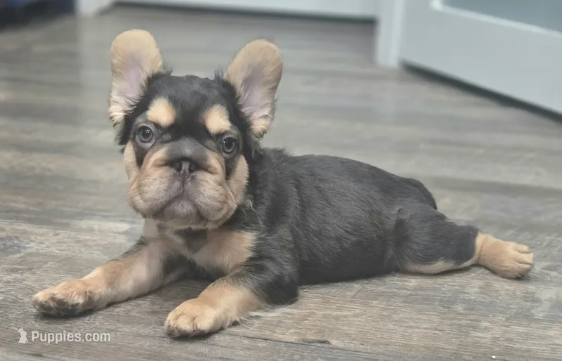 🤎🍫Kadafi🍫🤎 – French Bulldog puppy for sale in Pasadena, TX