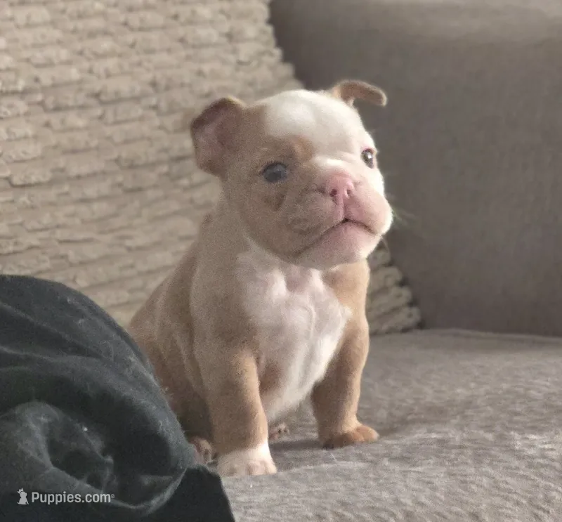 🌙🩵Moonpie🩵🌙 – English Bulldog puppy for sale in Pasadena, TX