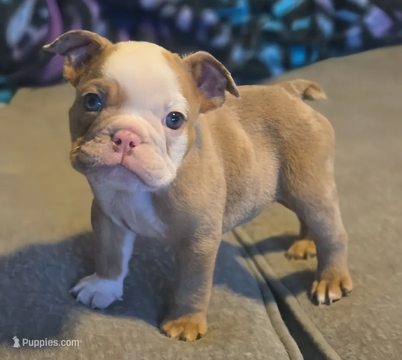 🌙🩵Moonpie🩵🌙 – English Bulldog puppy for sale in Pasadena, TX