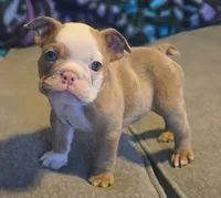 🌙🩵Moonpie🩵🌙, a male English Bulldog for sale in Pasadena, TX – 1 of 7