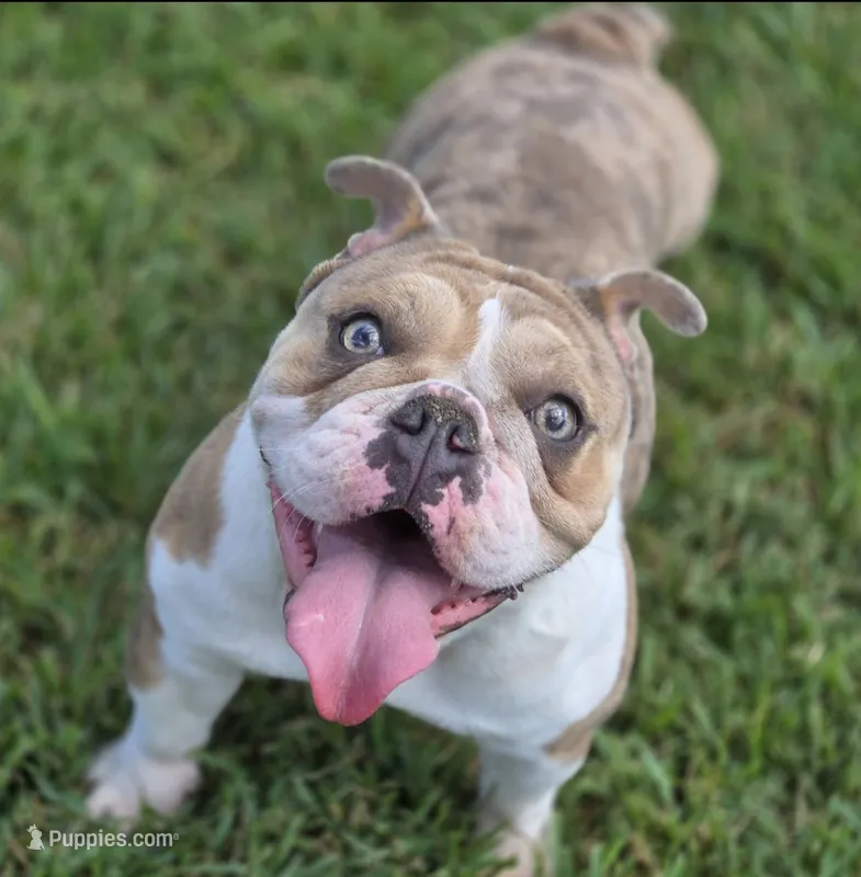 Tokyo – English Bulldog puppy for sale in Pasadena, TX