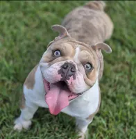 Tokyo, a female English Bulldog for sale in Pasadena, TX – 2 of 4
