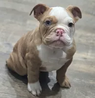 🌙🩵Moonpie🩵🌙, a male English Bulldog for sale in Pasadena, TX – 1 of 10