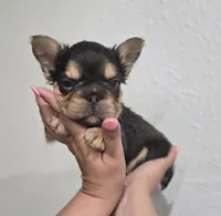 Kadafi, a male French Bulldog for sale in Pasadena, TX – 4 of 5