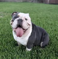 Bigboy , a male English Bulldog for sale in Pasadena, TX – 3 of 4