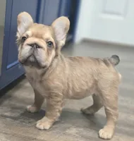 💛🧡Ginger🧡💛, a female French Bulldog for sale in Pasadena, TX – 1 of 10