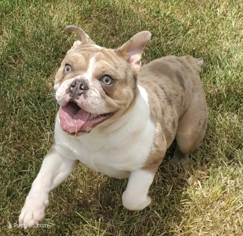 Tokyo – English Bulldog puppy on hold in Pasadena, TX