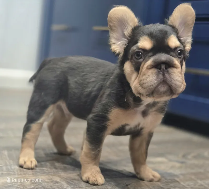 🤎🍫Kadafi🍫🤎 – French Bulldog puppy for sale in Pasadena, TX