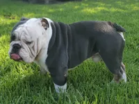 Bigboy , a male English Bulldog for sale in Pasadena, TX – 4 of 4