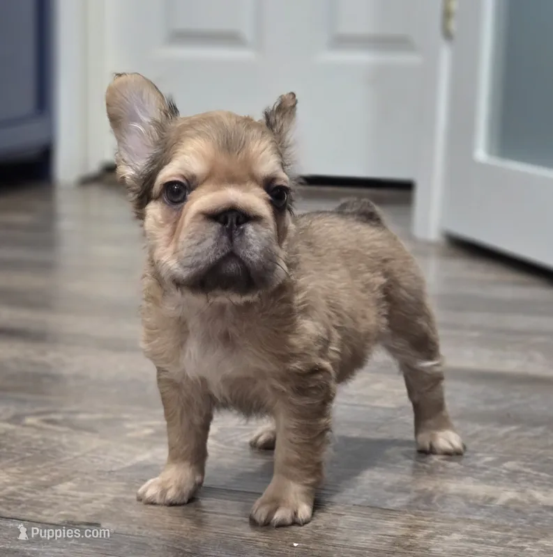 💛🧡Ginger🧡💛 – French Bulldog puppy for sale in Pasadena, TX