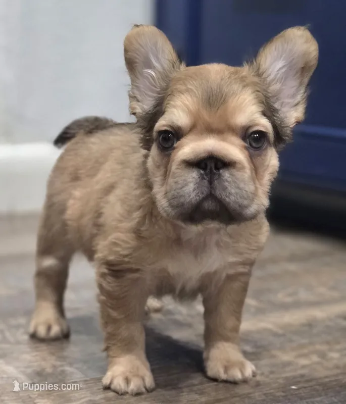 💛🧡Ginger🧡💛 – French Bulldog puppy for sale in Pasadena, TX